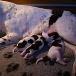 Drentsche Patrijshond pup