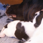 Drentsche Patrijshond pup