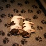 Drentsche Patrijshond pup