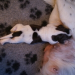 Drentsche Patrijshond pup
