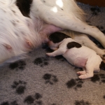 Drentsche Patrijshond pup