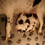 Drentsche Patrijshond pup
