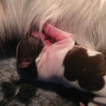 Drentsche Patrijshond pup