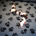 Drentsche Patrijshond pup