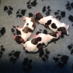 Drentsche Patrijshond pup