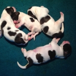 Drentsche Patrijshond pup