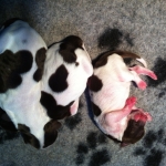 Drentsche Patrijshond pup
