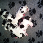 Drentsche Patrijshond pup