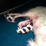 Drentsche Patrijshond pup