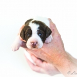Drentsche Patrijshond pup