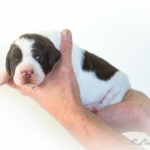 Drentsche Patrijshond pup