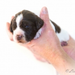 Drentsche Patrijshond pup