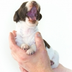 Drentsche Patrijshond pup