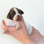 Drentsche Patrijshond pup