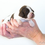 Drentsche Patrijshond pup