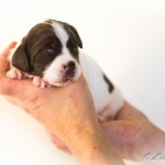 Drentsche Patrijshond pup