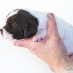 Drentsche Patrijshond pup