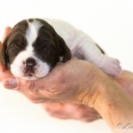 Drentsche Patrijshond pup