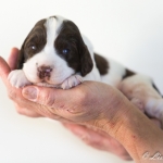 Drentsche Patrijshond pup