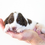 Drentsche Patrijshond pup