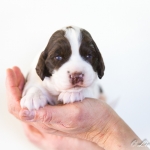 Drentsche Patrijshond pup