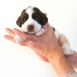 Drentsche Patrijshond pup