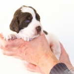 Drentsche Patrijshond pup