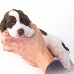 Drentsche Patrijshond pup