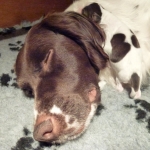 Drentsche Patrijshond pup