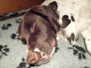 pups van Jessie en Luna zijn geboren