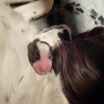 Drentsche Patrijshond pup