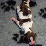 Drentsche Patrijshond pup