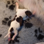 Drentsche Patrijshond pup