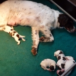Drentsche Patrijshond pup