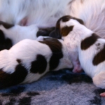pups Jessie en Luna zijn geboren