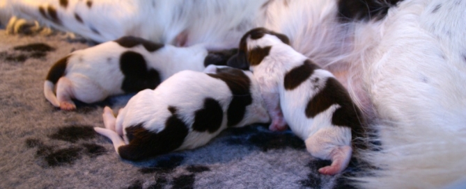 pups Jessie en Luna zijn geboren