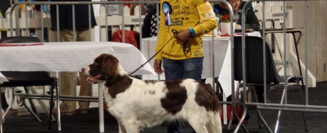 Junior Handling