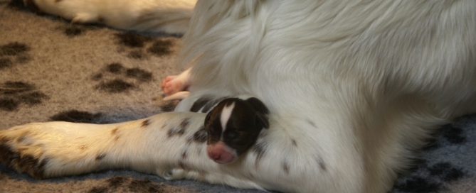 pups