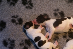 drentsche patrijshond pups