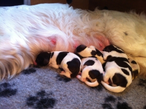 drentsche patrijshond pups