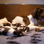 Drentsche Patrijshond pups