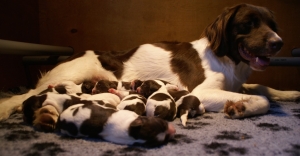 Drentsche Patrijshond pup, pups
