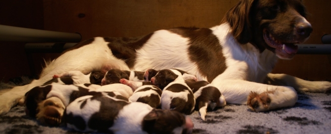 Drentsche Patrijshond pup