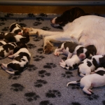 Drentsche Patrijshond pups