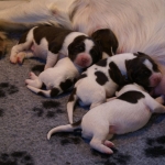 Drentsche Patrijshond pups