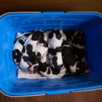 Drentsche Patrijshond pups