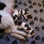 Drentsche Patrijshond pups