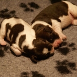 Drentsche Patrijshond pups