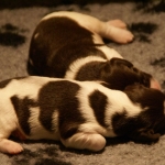 Drentsche Patrijshond pups
