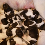 Drentsche Patrijshond pups